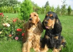 Privire de ansamblu asupra grupului Dog Descriere Cocker Spaniel, standard, de îngrijire și fotografie