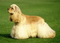 Privire de ansamblu asupra grupului Dog Descriere Cocker Spaniel, standard, de îngrijire și fotografie