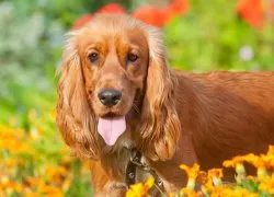 Privire de ansamblu asupra grupului Dog Descriere Cocker Spaniel, standard, de îngrijire și fotografie