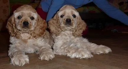 Privire de ansamblu asupra grupului Dog Descriere Cocker Spaniel, standard, de îngrijire și fotografie