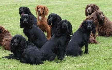 Privire de ansamblu asupra grupului Dog Descriere Cocker Spaniel, standard, de îngrijire și fotografie