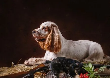 Privire de ansamblu asupra grupului Dog Descriere Cocker Spaniel, standard, de îngrijire și fotografie