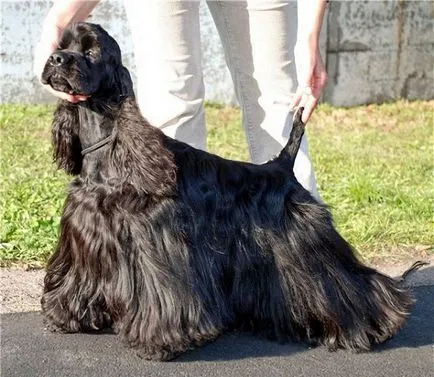 Privire de ansamblu asupra grupului Dog Descriere Cocker Spaniel, standard, de îngrijire și fotografie