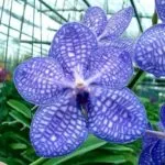 Orchid Vanda (királyi) gondoskodás a hazai fotókkal, növekvő gyermekek, égési sérülések kezelése