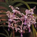 Orchid Vanda (királyi) gondoskodás a hazai fotókkal, növekvő gyermekek, égési sérülések kezelése