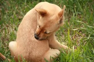 Flea nyakörvek kutyák előnyeiről és hátrányairól, változatos