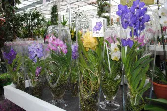 Vanda orchidea gondozása és termesztése, a nedvesség és a világítási követelmények