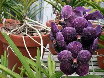 Vanda orchidea gondozása és termesztése, a nedvesség és a világítási követelmények