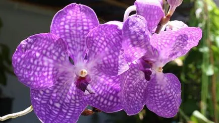 Vanda orchidea otthoni gondozást, betegség