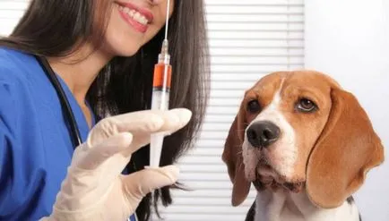 Flea nyakörvek kutyák előnyeiről és hátrányairól, változatos