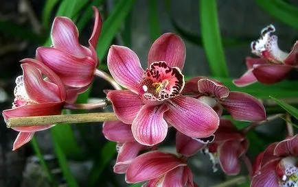Орхидеи от Тайланд