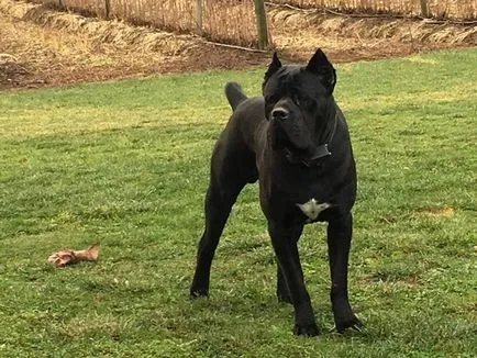 Descriere cane corso de creștere de lună