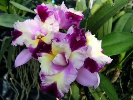 Orchideák Thaiföld