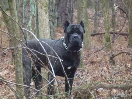 Descriere cane corso de creștere de lună