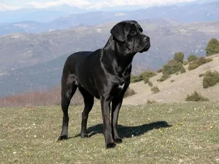 Descriere cane corso de creștere de lună