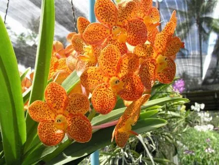 Orchideák Thaiföld