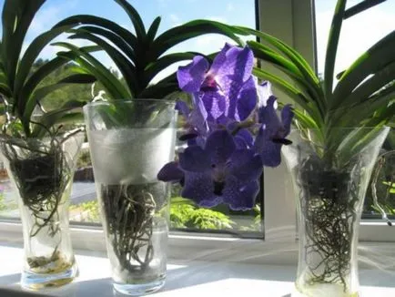 Orchid Vanda (királyi) gondoskodás a hazai fotókkal, növekvő gyermekek, égési sérülések kezelése