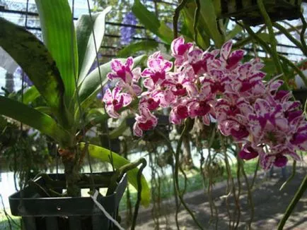 Orchideák Thaiföld