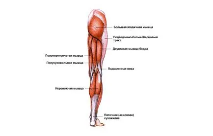 Имената на мускулите на човека в снимки с подробно описание на функциите,