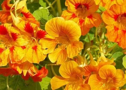 Nasturtium - puterea în frumusețe