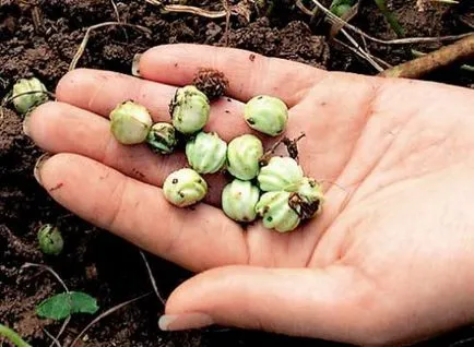 Nasturtium - puterea în frumusețe