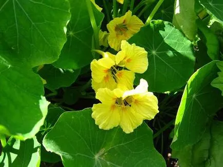 Nasturtium - puterea în frumusețe