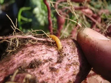 Фолк средства за wireworm в градината