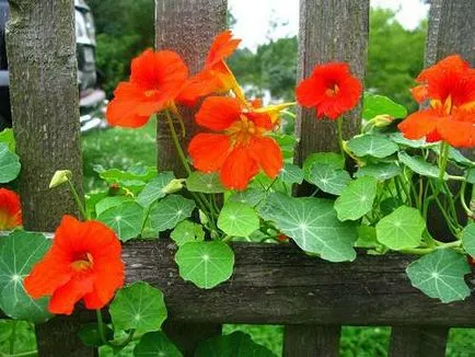 Nasturtium - puterea în frumusețe