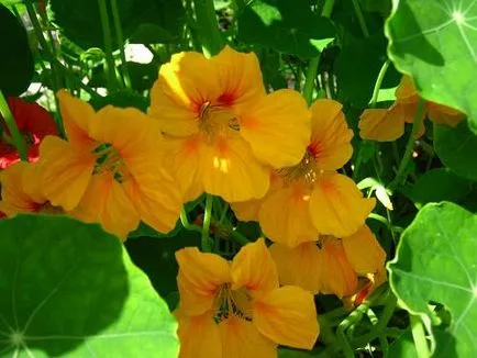 Nasturtium - puterea în frumusețe