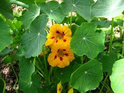 Nasturtium - puterea în frumusețe