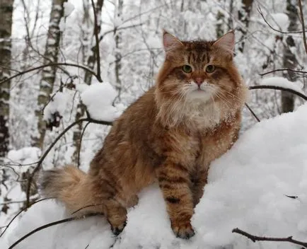 alimente naturale pisica siberiană