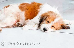 A csontritkulás a kutyák tünetei, kezelése