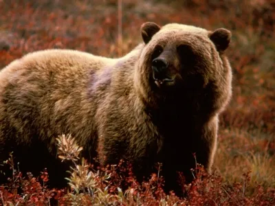 vânătoare Ursul ca întruchiparea de credințe slave