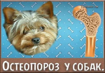 Osteoporoza la câini, cauze, simptome, tratament