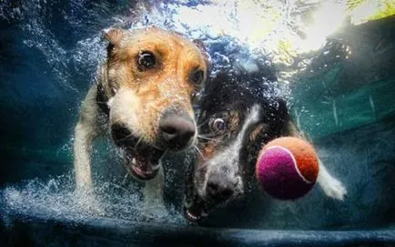 Coafor pentru animale, dacă toți câinii pot înota