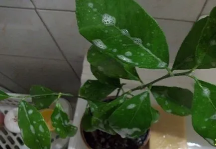 Acarieni pe plante de apartament ca să scape de acarian pe flori