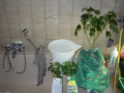 Acarieni pe plante de apartament ca să scape de acarian pe flori