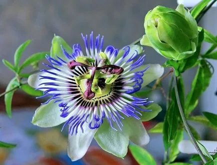 Passionflower - îngrijire la domiciliu