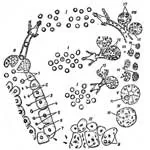 Piroplasmoză bovine etiologie, date epizootologicheskie, patogeneza, imunitate,