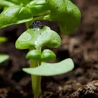 Transzplantációs és osztódnak évelők