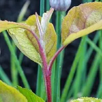 Transzplantációs és osztódnak évelők