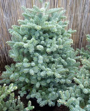 Abies Koreana de plantare, îngrijire, soiuri