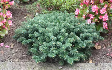 Abies Koreana de plantare, îngrijire, soiuri