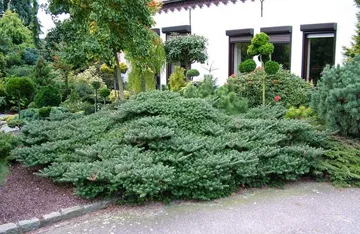 Abies Koreana de plantare, îngrijire, soiuri