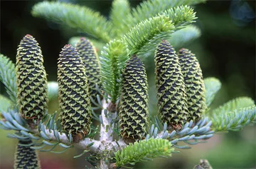 Abies Koreana de plantare, îngrijire, soiuri