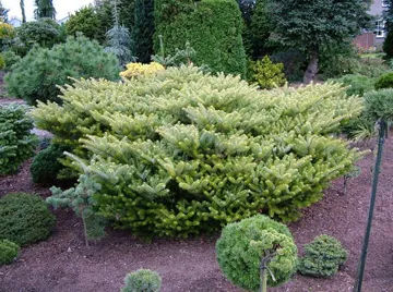 Abies Koreana de plantare, îngrijire, soiuri