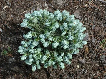 Abies Koreana de plantare, îngrijire, soiuri