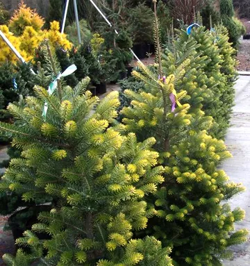 Abies Koreana de plantare, îngrijire, soiuri