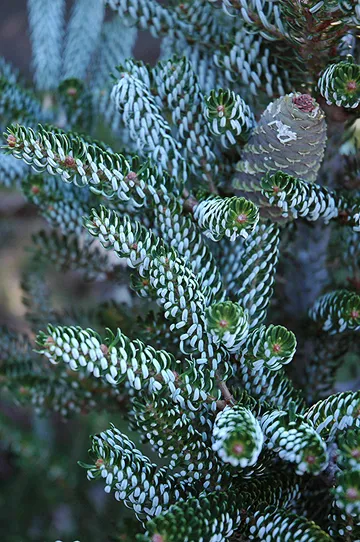 Abies Koreana de plantare, îngrijire, soiuri