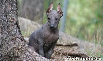 Peruvian Inca Orchid Dog